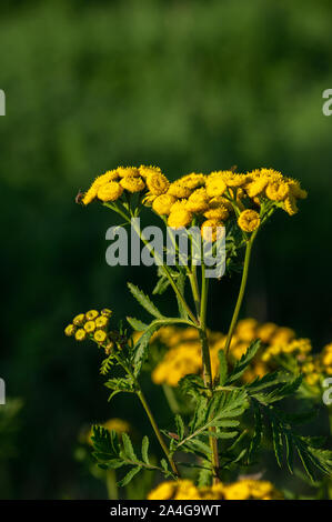 Rainfarn (Tanacetum vulgare) im Abendlicht mit einer geringen Tiefenschärfe Stockfoto