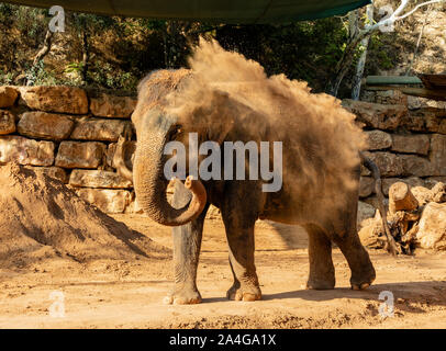 Ein Elefant im Jerusalem, Israel, Zoo, Sand, mit seinem Stamm Sand alle über sich selbst Stockfoto