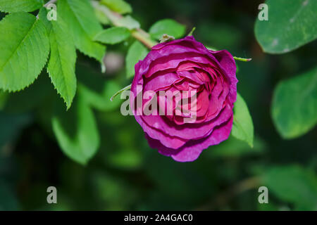 Niederlassungen der Blüte Hagebutten auf einem Hintergrund von Verschwommenes grün. Schönen natürlichen Hintergrund mit Blumen von einem dogrose. Stockfoto