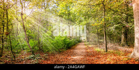 Sonnenstrahlen durch die Bäume in einem Laubwald an einem schönen Herbsttag im Mitte Oktober. Stockfoto