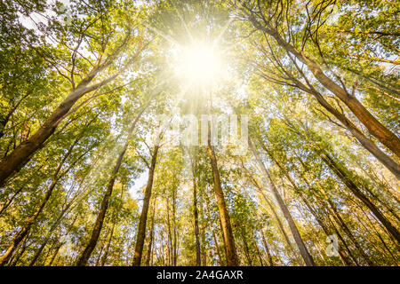 Sonnenschein durch den hohen Bäumen des einen Laubwald auf einem schönen Herbst Tag in Belgien. Frosch Perspektive Bild. Stockfoto