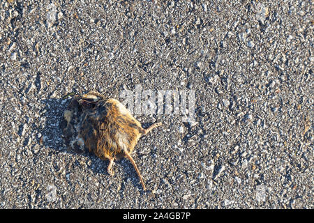 Leiche eines toten Maus Festlegung auf der Straße Stockfoto
