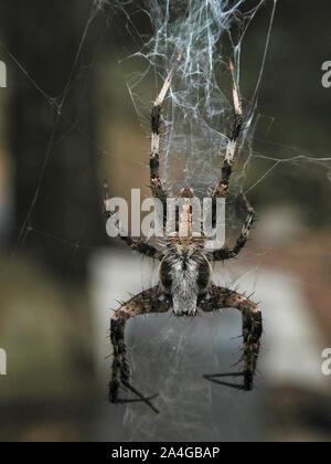 Große Große haarige Beschmutzt orbweaver Spider-arachnid outdoor web Natur Ft. Weiß Florida Stockfoto