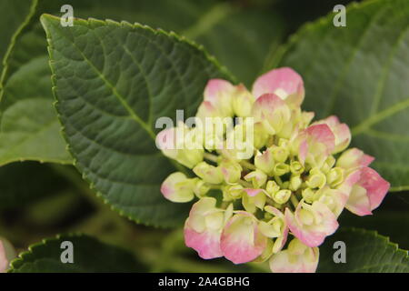 Wunderschöne Hortensienblüten im Herbst Stockfoto