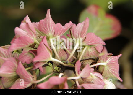 Wunderschöne Hortensienblüten im Herbst Stockfoto