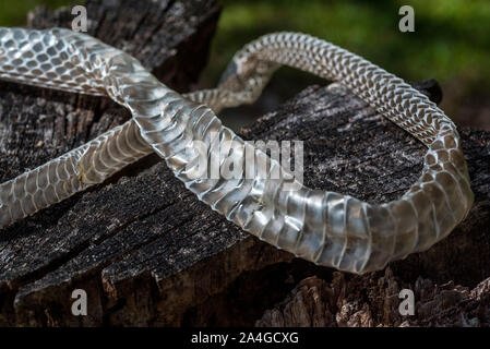 Halle Schlangenhaut, North Florida. Stockfoto