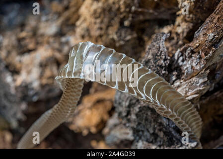 Halle Schlangenhaut, North Florida. Stockfoto