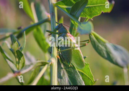 Tettigonia Viridissima. Heuschrecke grün, oder Heuschrecke gewöhnlichen - eine Art von Insekten aus der Familie der Echten Heuschrecken der Ordnung Orthoptera. Stockfoto