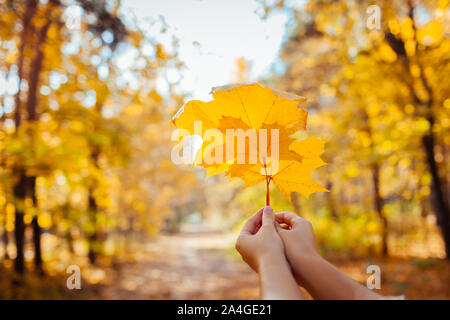 Herbst vibes. Frau ahorn Blätter im Herbst Park Stockfoto