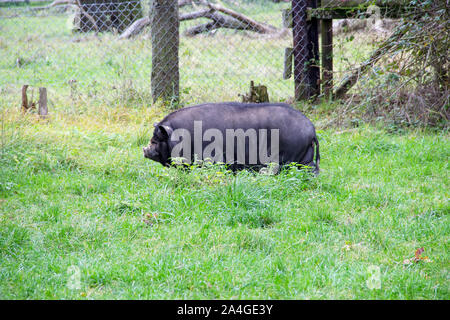 Ein schwarzer Topf-bellied Pig ist eine Rasse der inländischen Wildschwein (Sus scrofa f. Domestica) in Südostasien aus der Eurasische Wildschwein (Sus scrofa) Stockfoto