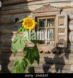 Oblast Leningrad, Russland - September 26, 2019: Fassade des schönes Holzhaus mit traditionellen Motiven dekoriert im Dorf Verkhniye Mandrogi. Su Stockfoto