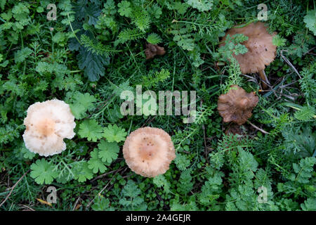 Pilze in der herbstlichen Natur des Landkreises Emsland im Nordwesten von Deutschland Stockfoto