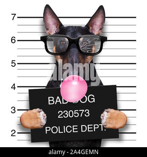 Kriminelle mugshot von Pitbull Terrier Hund an der Polizei Station holding Plakat mit Bubble Kaugummi, auf Hintergrund isoliert Stockfoto