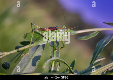 Tettigonia Viridissima. Heuschrecke grün, oder Heuschrecke gewöhnlichen - eine Art von Insekten aus der Familie der Echten Heuschrecken der Ordnung Orthoptera. Stockfoto