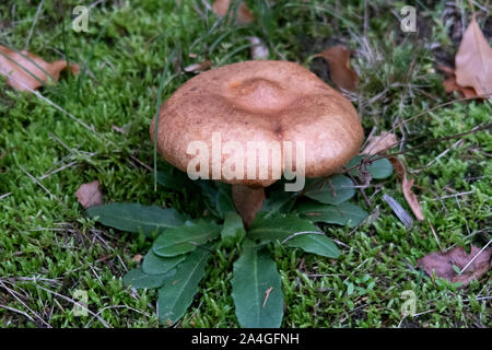 Pilze in der herbstlichen Natur des Landkreises Emsland im Nordwesten von Deutschland Stockfoto