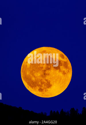 Hälfte-blut Donner Mond oder Hunter's Moon Over Rocky Mountains, Salida, Colorado, USA Stockfoto