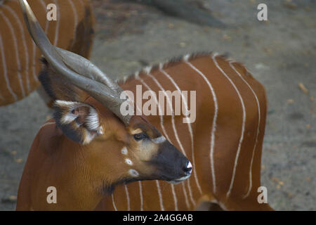 Erwachsene Frau Bongo Antilope Profil Stockfoto