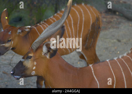 Erwachsene und junge weibliche Bongo Antilope Profil Stockfoto