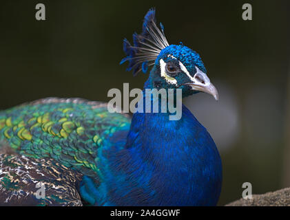 Nahaufnahme der männlichen Pfau am Zoo in Norfolk VA Stockfoto