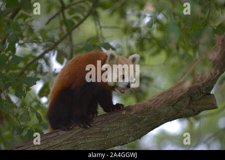 Red Panda sitzen auf den großen Ast Stockfoto