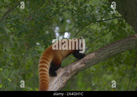 Red Panda Klettern bis Ast Stockfoto