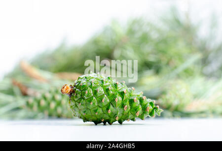 Frische junge grüne Pine Cone isoliert auf Weiss. Rohstoff für leckere Kiefer jam. Stockfoto