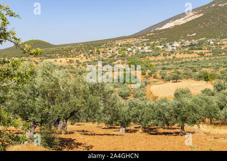 Olivenhaine in der Senke im ländlichen Griechenland mit alten Bäumen in Blatt in trockenen orange Farbe Land wächst. Und entfernten kleinen Dorf an der unteren Seite des Stockfoto