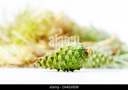 Frische junge grüne Pine Cone isoliert auf Weiss. Rohstoff für leckere Kiefer jam. Stockfoto