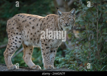 Nahaufnahme von Eurasien lynx stehen im Wald Stockfoto