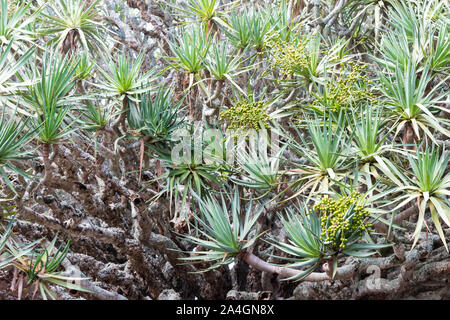 Closeup Detail der Zweige, Blätter und Beeren, denen eine Kanarische Drachenbaum, Dracaena Draco oder Drago, auf den Azoren. Stockfoto