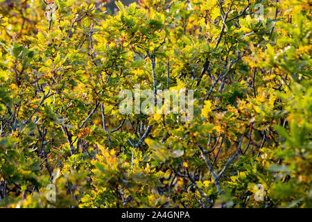 Göteborg, Schweden. 12 Okt, 2019. Bunte Blätter an den Eichen während einer Herbst Spaziergang um den Göteborg Botanical Garden, einer der größeren Botanischen Gärten in Göteborg gesehen. Credit: Karol Serewis/SOPA Images/ZUMA Draht/Alamy leben Nachrichten Stockfoto