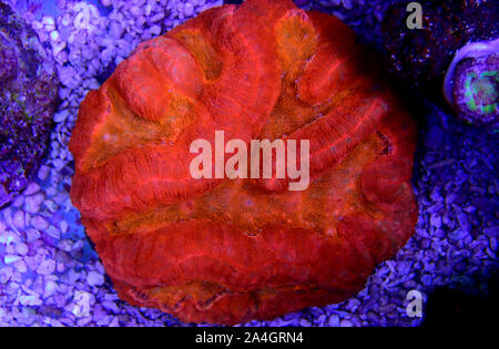 Rote Koralle - Lobophyllia Lobophyllia hemprichii Gehirn Stockfoto