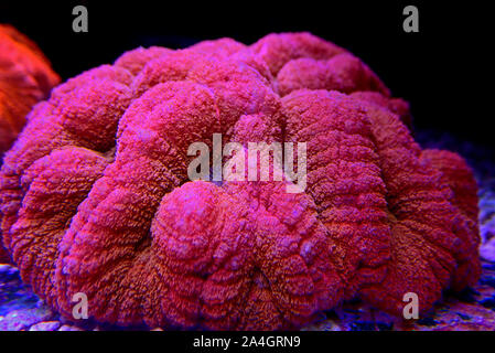 Rote Koralle - Lobophyllia Lobophyllia hemprichii Gehirn Stockfoto