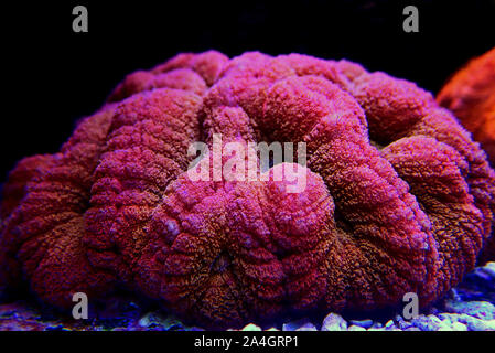 Rote Koralle - Lobophyllia Lobophyllia hemprichii Gehirn Stockfoto