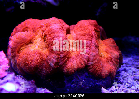 Rote Koralle - Lobophyllia Lobophyllia hemprichii Gehirn Stockfoto