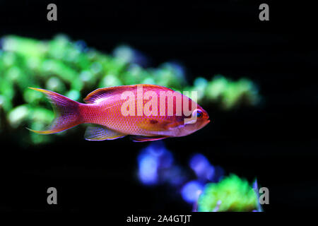 Männliche lyretail Anthias Pseudanthias squamipinnis - () Stockfoto