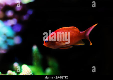 Männliche lyretail Anthias Pseudanthias squamipinnis - () Stockfoto