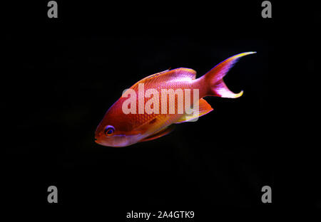 Männliche lyretail Anthias Pseudanthias squamipinnis - () Stockfoto