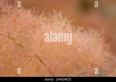 Europäischen smoketree Blüten. Rhus Cotinus Cotinus Coggygria oder Pflanze mit Blüten. Skumpiya gerben Blüten. Stockfoto