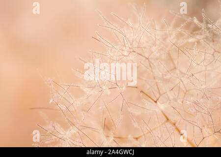 Europäischen smoketree Blüten. Rhus Cotinus Cotinus Coggygria oder Pflanze mit Blüten. Skumpiya gerben Blüten. Stockfoto