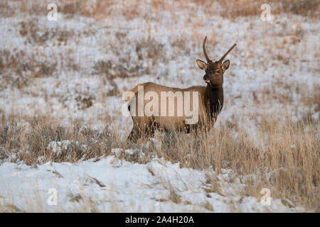 Spike Elche im Schnee, Yellowstone National Park Stockfoto
