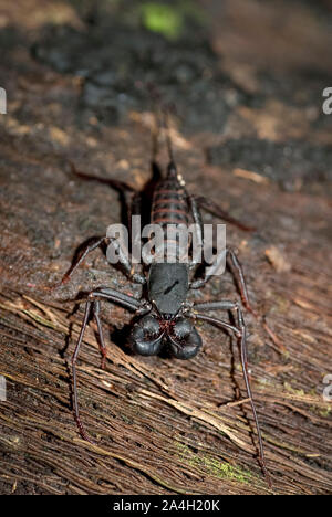 Thelyphonida Vinegaroon, Bestellung am Baum, Nachtwanderung im Regenwald, Sepilok Nationalpark, Sandakan, Sabah, Borneo, Malaysia im Nordosten Stockfoto