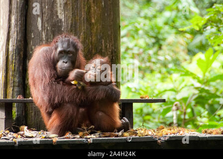 Orang-utan, Pongo pygmaeus, mit Baby auf Fütterung Plattform, Sepilok Rehabilitation Centre, Sandakan, Sabah, Borneo, Malaysia im Nordosten Stockfoto