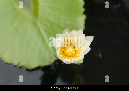 Blooming Lotus Blumen und Bienen Pollen sammeln von Nektar. Stockfoto