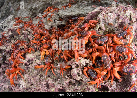 Besetzung der Rote Krabben, Gecarcoidea natalis, an Felsen anhaften, Christmas Island, Australien, Indischer Ozean Stockfoto