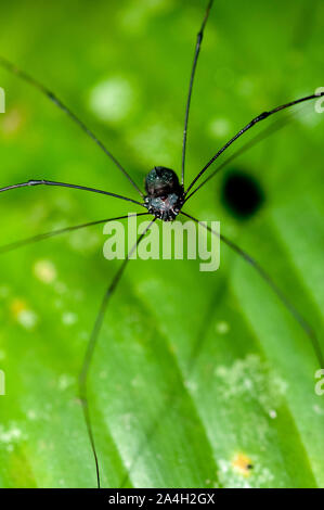 Daddy Longlegs, Opiliones, auf Blatt, Nachtwanderung im Regenwald, Sepilok Nationalpark, Sandakan, Sabah, Borneo, Malaysia im Nordosten Stockfoto