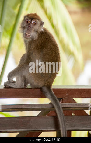 Krabbe - Essen Makaken, Macaca fascicularis, Affe auf Zaun, Sepilok Rehabilitation Centre, Sandakan, Sabah, Borneo, Malaysia im Nordosten Stockfoto