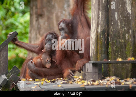 Orang Utans, Pongo pygmaeus, mit Baby auf Fütterung Plattform, Sepilok Rehabilitation Centre, Sandakan, Sabah, Borneo, Malaysia im Nordosten Stockfoto