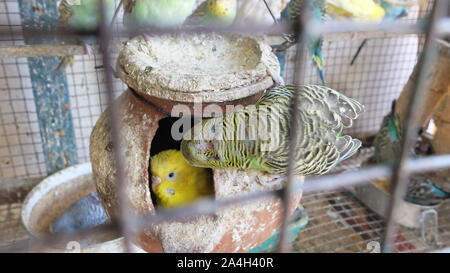 Grüne und gelbe Wellensittich als Haustier gehalten in einem großen Käfig in einem indischen inländischen Haushalt. Stockfoto