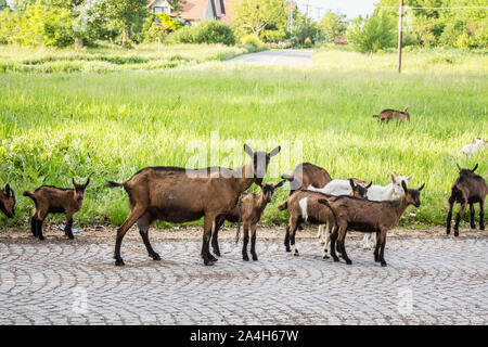 Herde von Ziegen stehen und starrte auf die Kamera in einem Feld voller grünes Gras, im Sommer, in Novi Sad, Vojvodina, die ländliche und landwirtschaftliche Ort o Stockfoto